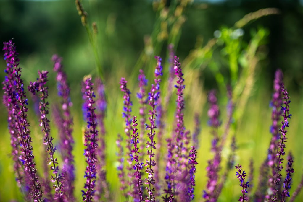 Close-up of blooming lavender flowers in a lush field in Novi Sad, capturing the beauty of nature.