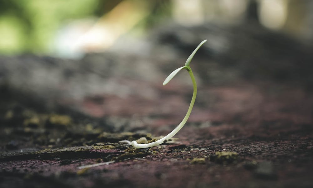 A delicate seedling sprouting from the soil symbolizes growth and new beginnings.
