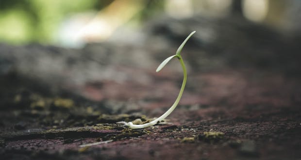 A delicate seedling sprouting from the soil symbolizes growth and new beginnings.